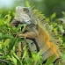 iguana_spinytailed_black_gua_v_0023_ecu0023.jpg